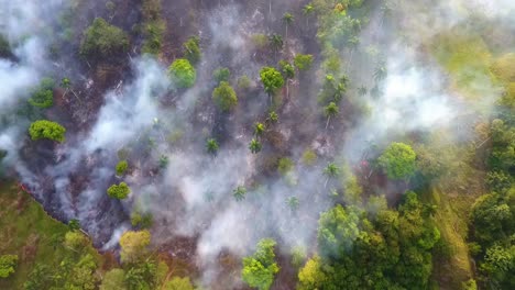 aerial view of amazon rainforest deforestation, in brazil - overhead, drone shot