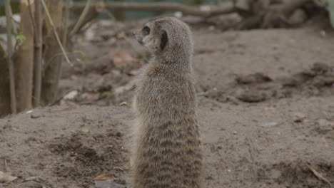 portrait of cute meerkat standing upright and looking around