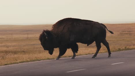 close up of a buffalo bison walking along a paved road in the middle of nowhere