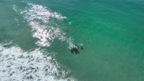 Salto-De-Delfines-En-San-Diego-En-California-Estados-Unidos