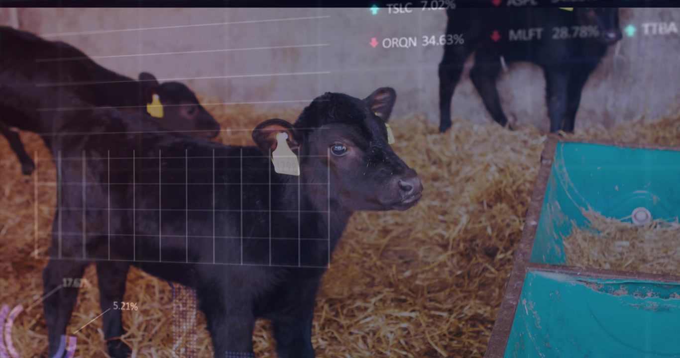Animation of data processing over black calfs
