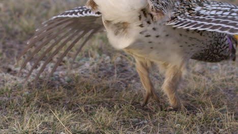 el macho de la gallina de cola afilada con peine amarillo, el cuello púrpura baila