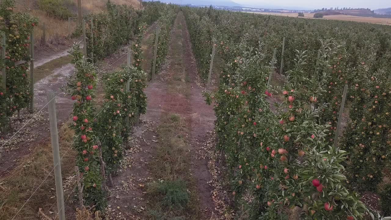 pov: se mueve lentamente entre las filas de manzanas en maduración en el huerto de manzanas