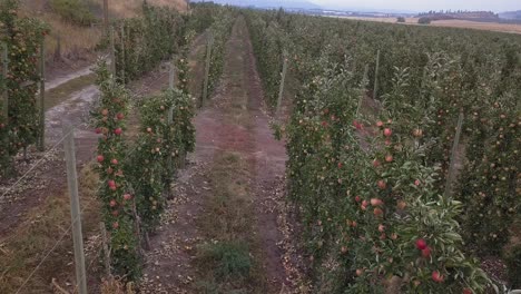 POV: moving slowly between rows of ripening apples in apple orchard