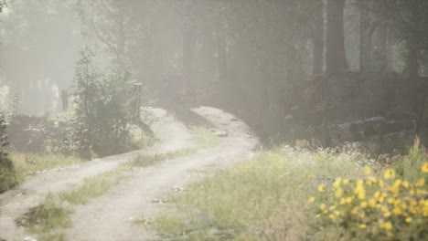 sunbeams entering coniferous stand on a misty summer morning