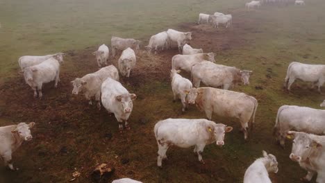aerial view of calm white cows in misty fall meadow surrounded by soft fog light