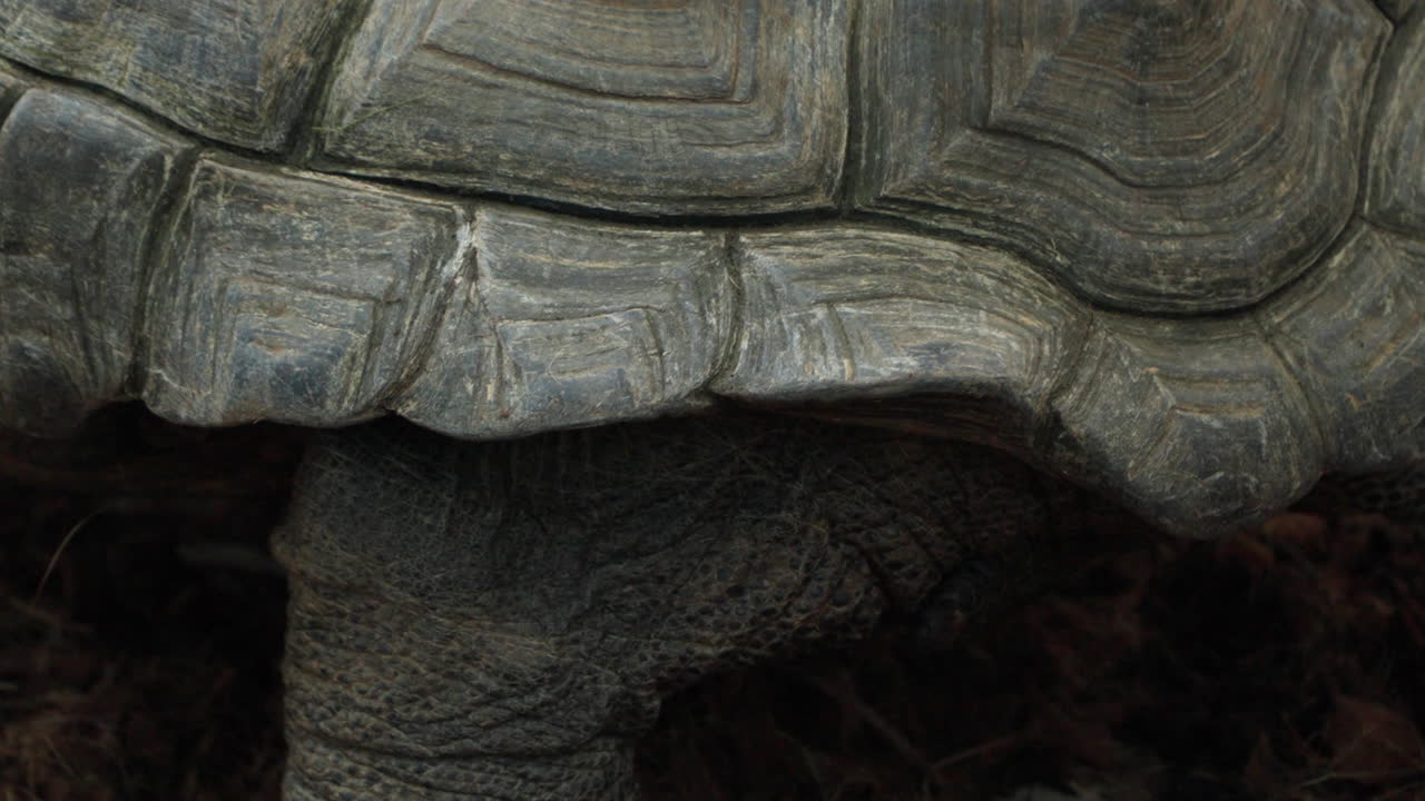 Shell pattern and foot close up of Aldabra Giant Tortoise in captivity, 60fps