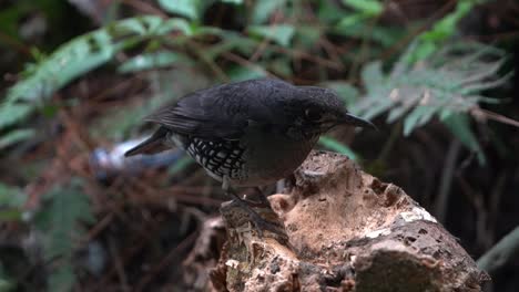 el sunda thrush es una especie de ave de la familia turdidae