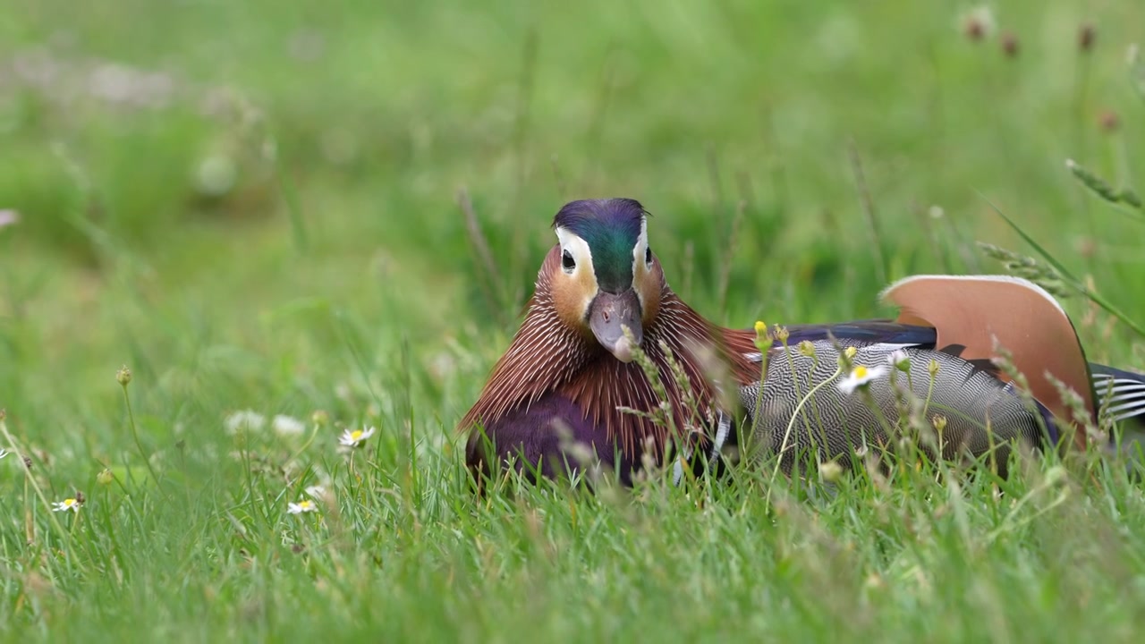 Anatra mandarina che si rilassa sull'erba verde lussureggiante a Bad Ragaz, Svizzera. Filmato dettagliato della fauna selvatica che cattura il piumaggio colorato e il comportamento calmo dell'uccello in un parco naturale.