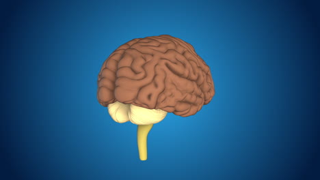 modelo 3d de un cerebro humano
