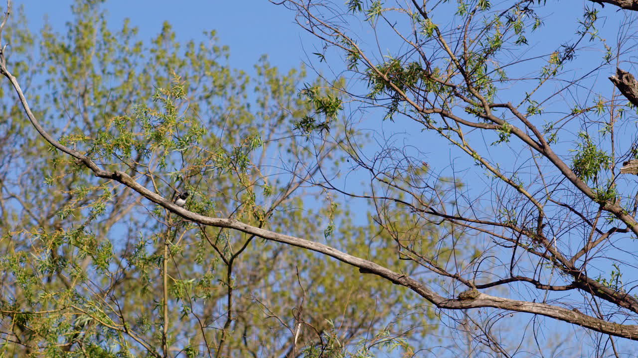 Purple martins ride thermal drafts in elegant slow-mo on a spring morning.