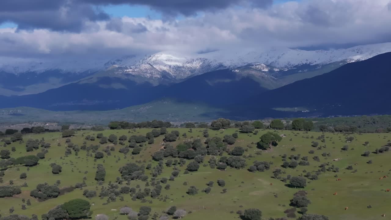 vuelo lateral con un dron visualizando una ladera, el ganado aparece y detrás de las montañas gredos con picos nevados y nubes enganchadas creando un efecto de paralaje valle de tietar ávila españa