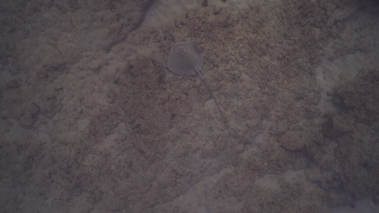 stingray bajo el agua en shikmona, cerca del paseo marítimo bat galim, haifa, israel