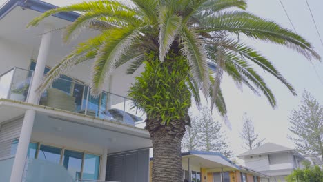 palm tree in front of modern building