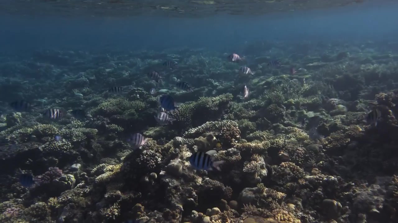 Many fish swimming just below the water surface above a coral reef in the Red Sea near Hurghada, Egypt. Sergeant major and reef species in clear blue water, natural marine life scene.