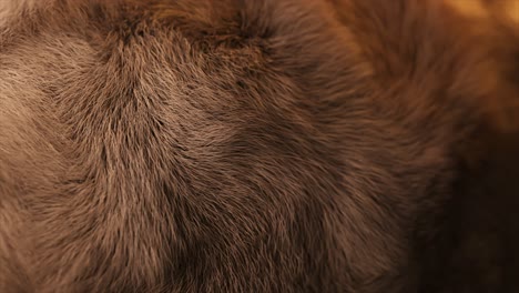 close-up of brown animal fur