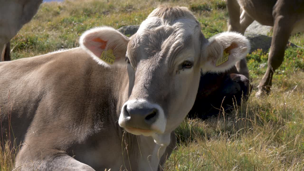 Una mucca alpina si sdraia in un prato estivo per ruminare in una luminosa giornata estiva.