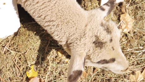 baby sheep eating hay
