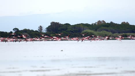 muchos flamencos volando cerca por encima del agua