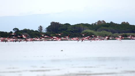 many flamingos flying close above water