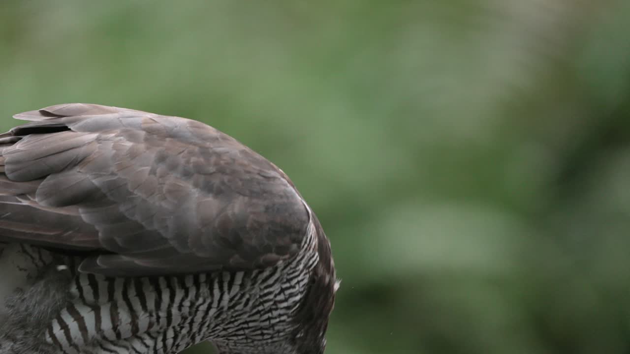 toma en cámara lenta de un azor del norte comiendo un pájaro más pequeño