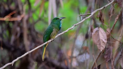 El-Abejaruco-De-Barba-Azul-Se-Encuentra-En-La-Península-De-Malaya,-Incluida-Tailandia,-En-Claros-De-Bosques-Particulares