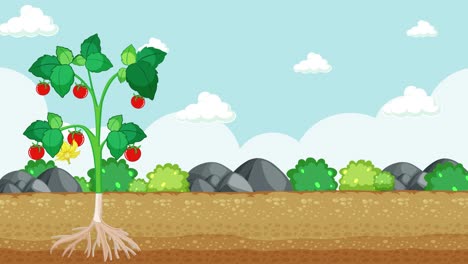 animación educativa del desarrollo y la estructura de las plantas de tomate