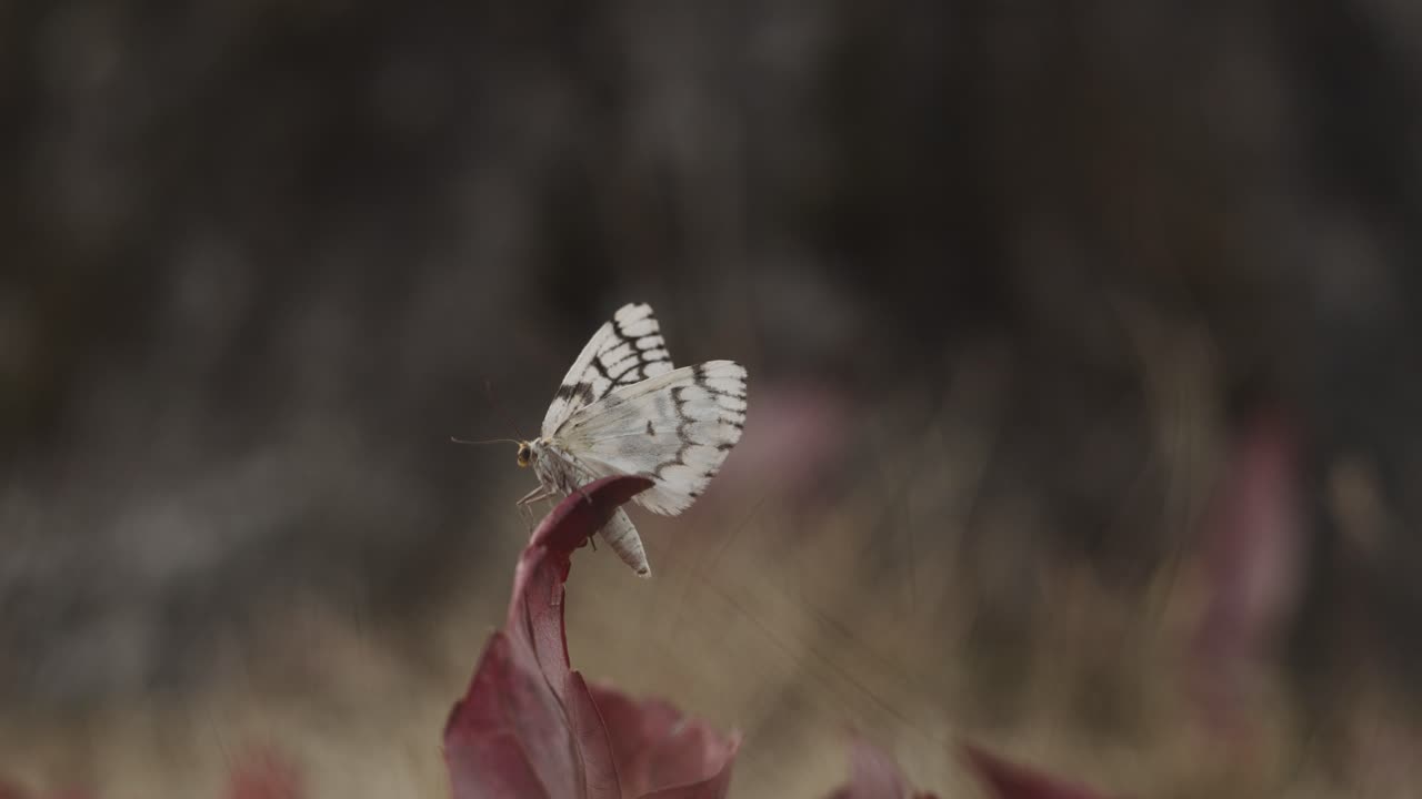 생명을 위해 싸우는 잎사귀 위의 나방