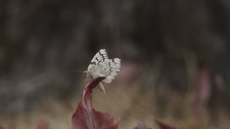 moth on a leaf fighting for life