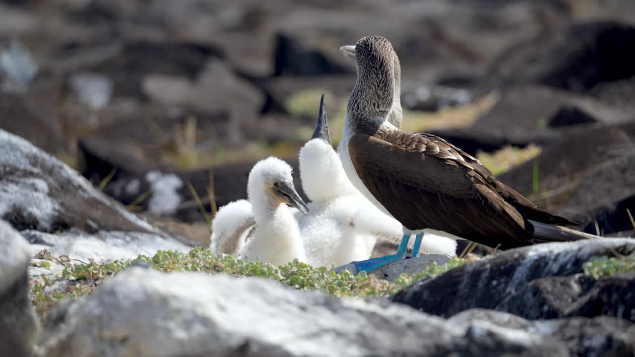 piqueros de patas azules madre con piqueros jóvenes en la isla española en las galápagos