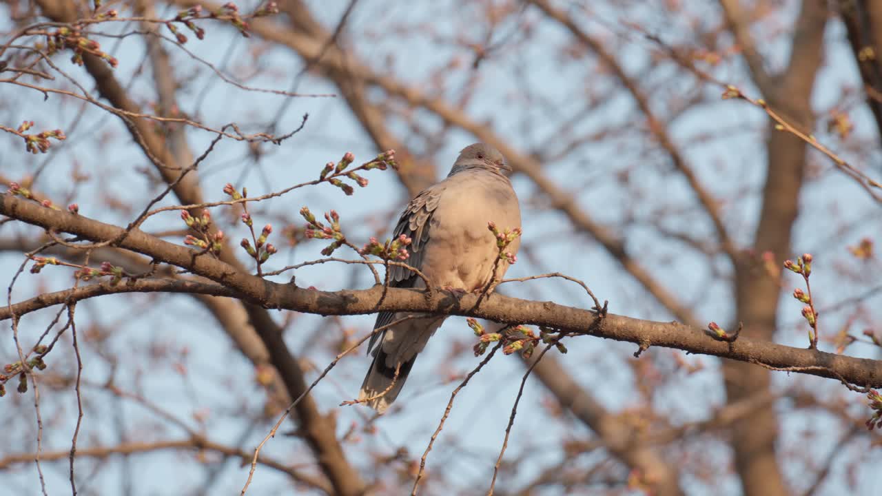 paloma común descansando en la rama de un árbol a principios de primavera bajo la luz del atardecer