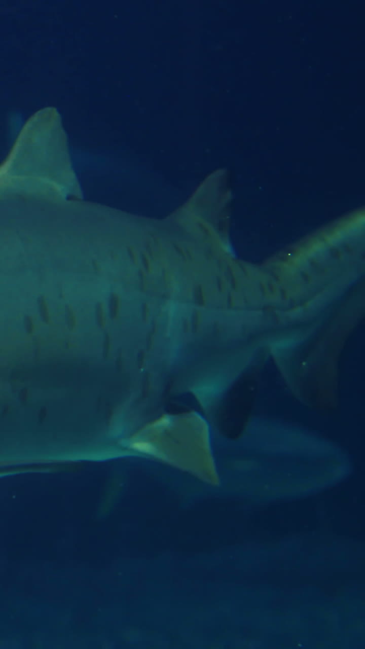 tiburón nadando en un tanque