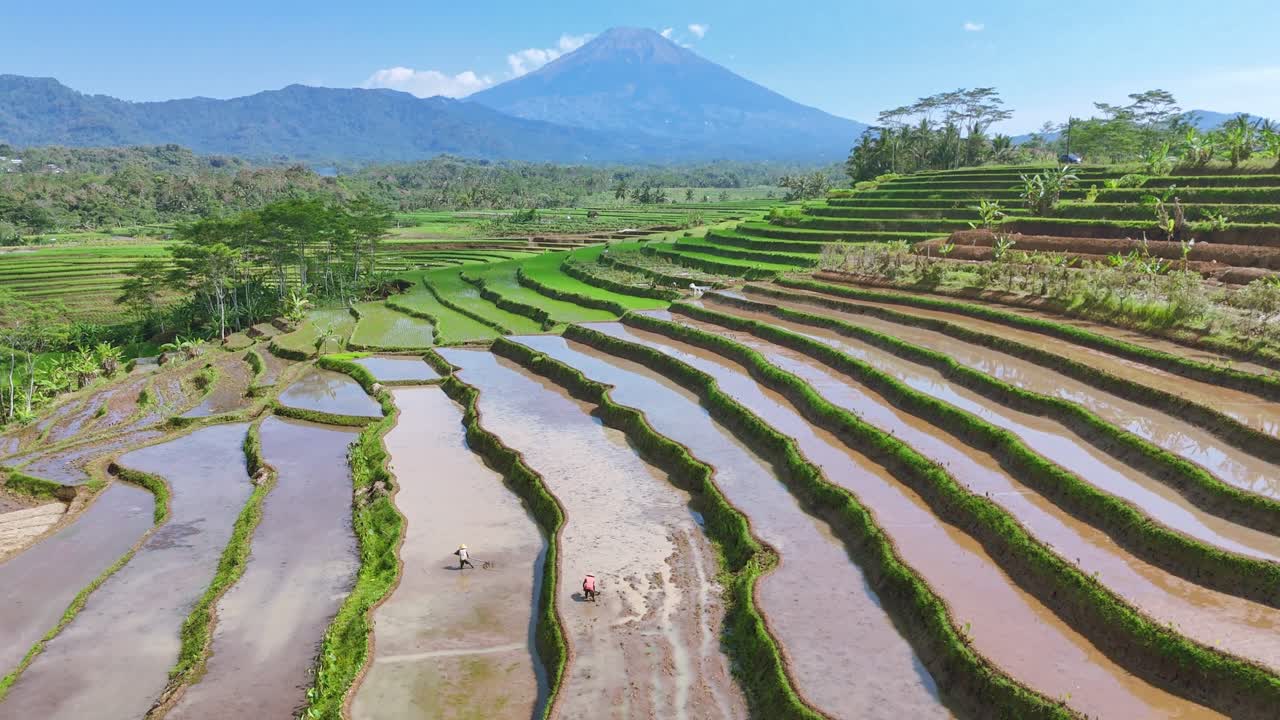 Aerial view of farmers are working on the flooded terraced rice field with mountain background. 4K drone footage of Indonesia tropical rural landscape.