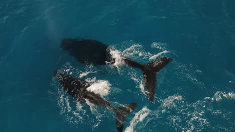 la ballena jorobada migratoria y el becerro soplan el chorro y luego se sumergen en el fondo