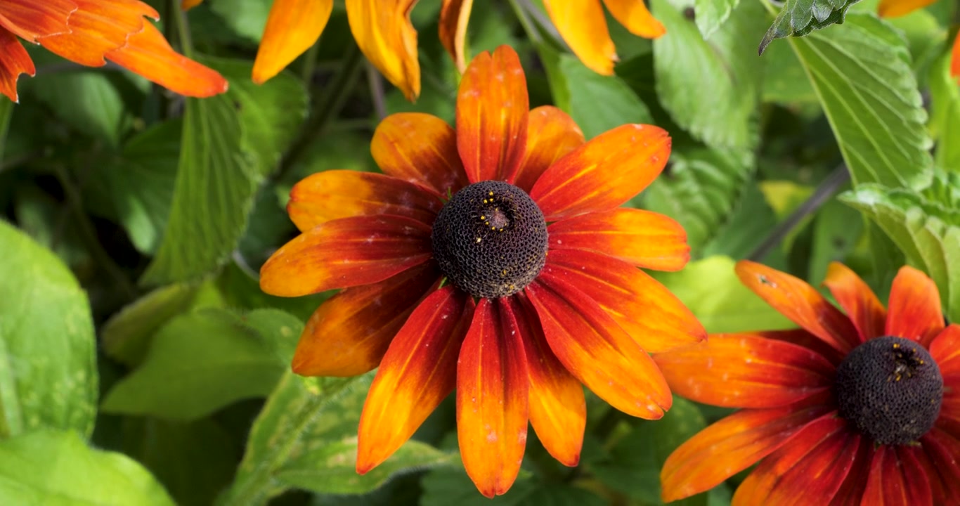 Fiore di Rudbeckia hirta nei Giardini Butchart di Victoria, Columbia Britannica, Canada