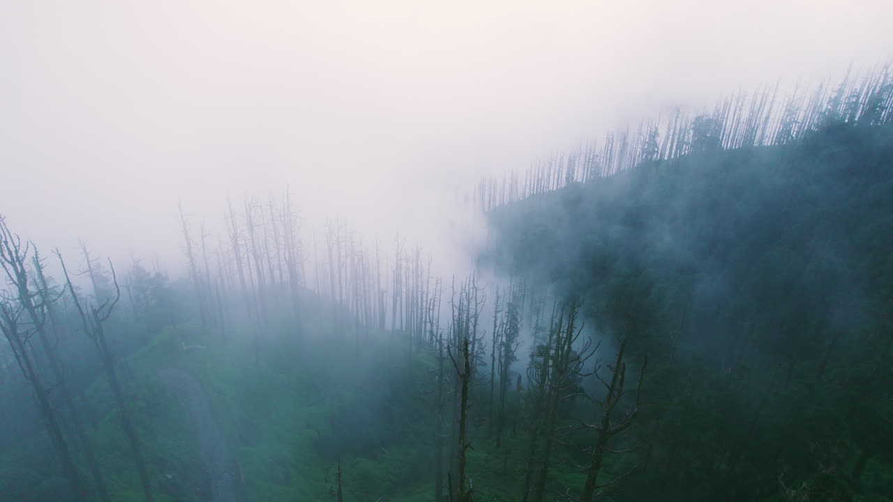 Misty Mountain Forest: An Aerial View of Dead Trees