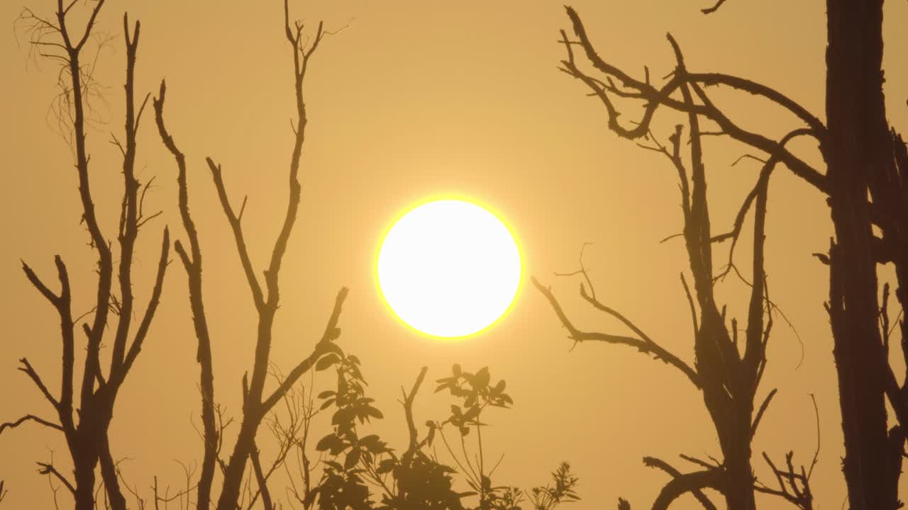 나무 silhouttes 풍경과 일몰