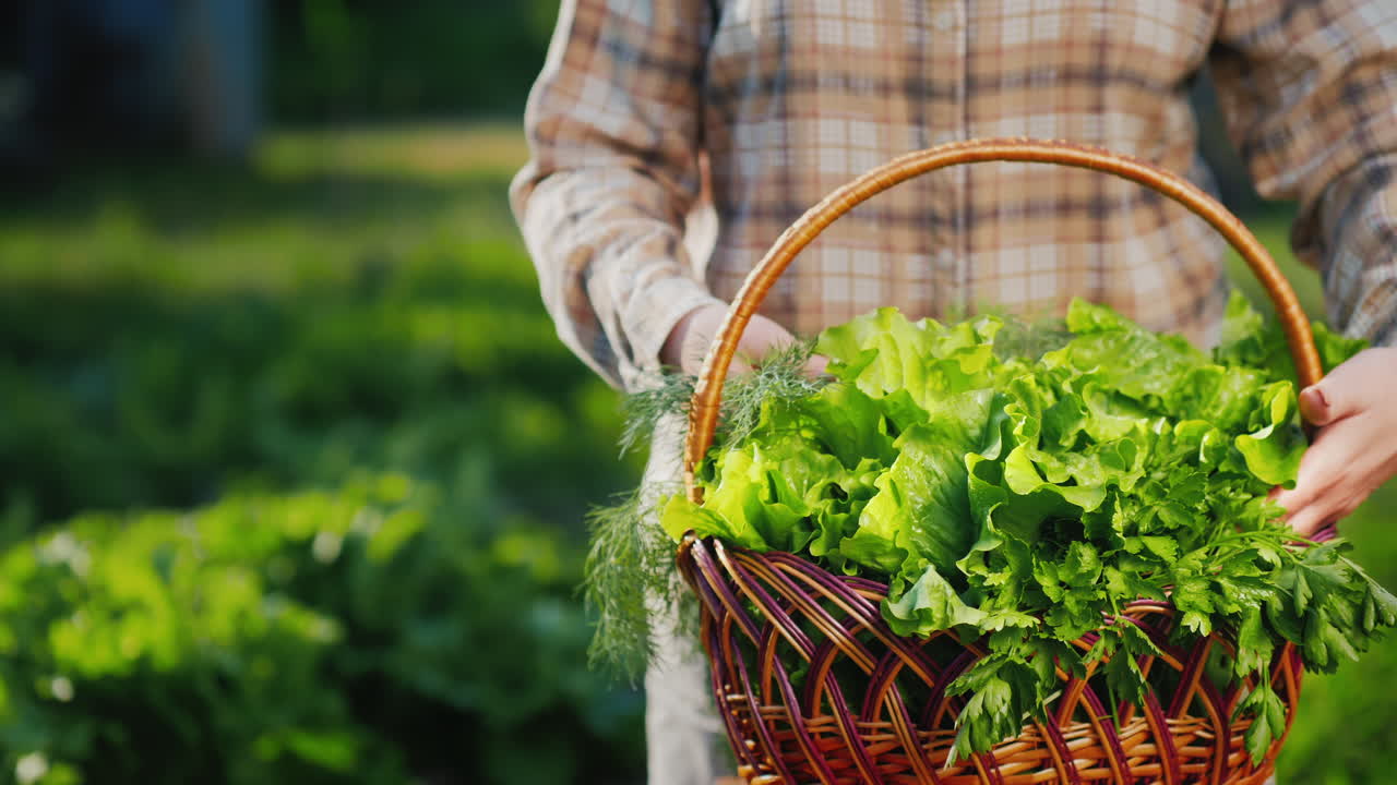 농부는 카운터에서 상추 잎을 수정합니다 1