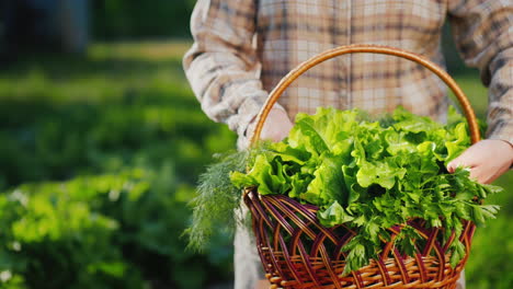 farmer corrects lettuce leaves on the counter 1