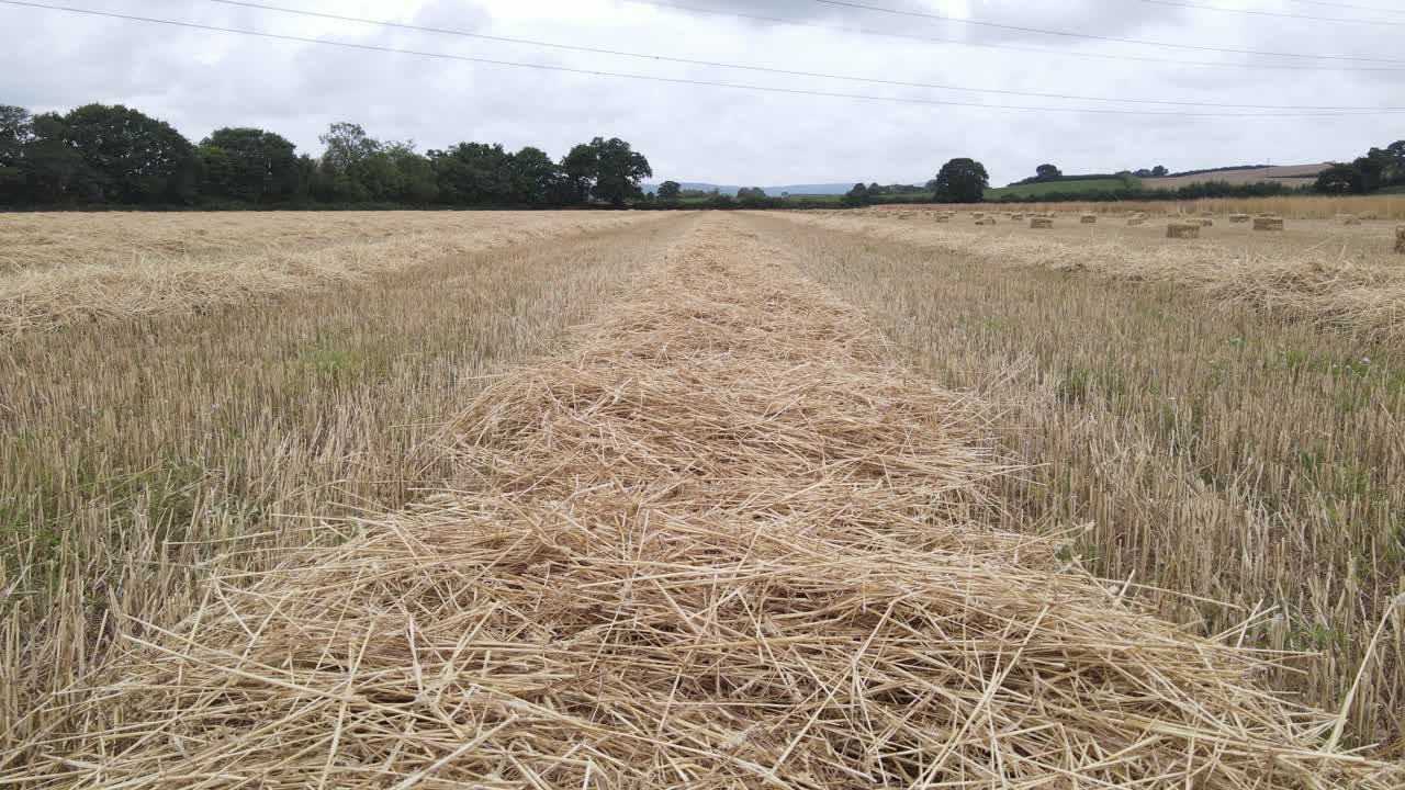 Filmato drone di grano appena mietuto dopo il raccolto nel Somerset, Inghilterra.