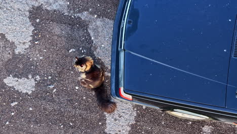 cat walks next to vintage blue car parked beside curb, seen from aerial top-down view