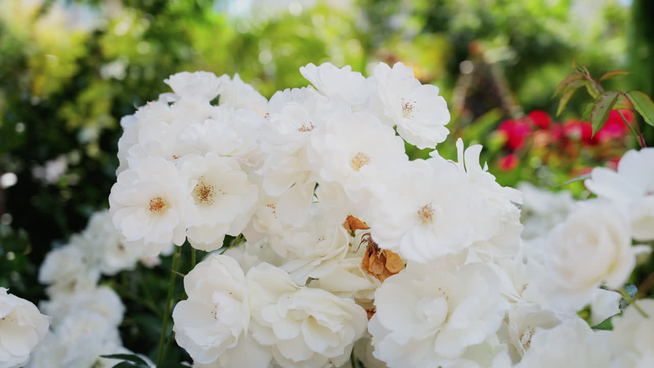 Close up of multiple white Camellia flowers in a garden
