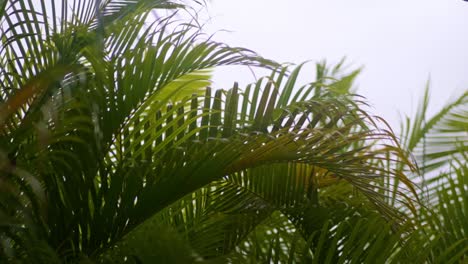 areca palm leaves blowing in the wind, gray sky