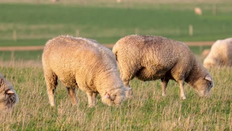 schafe weiden friedlich auf einem üppigen feld