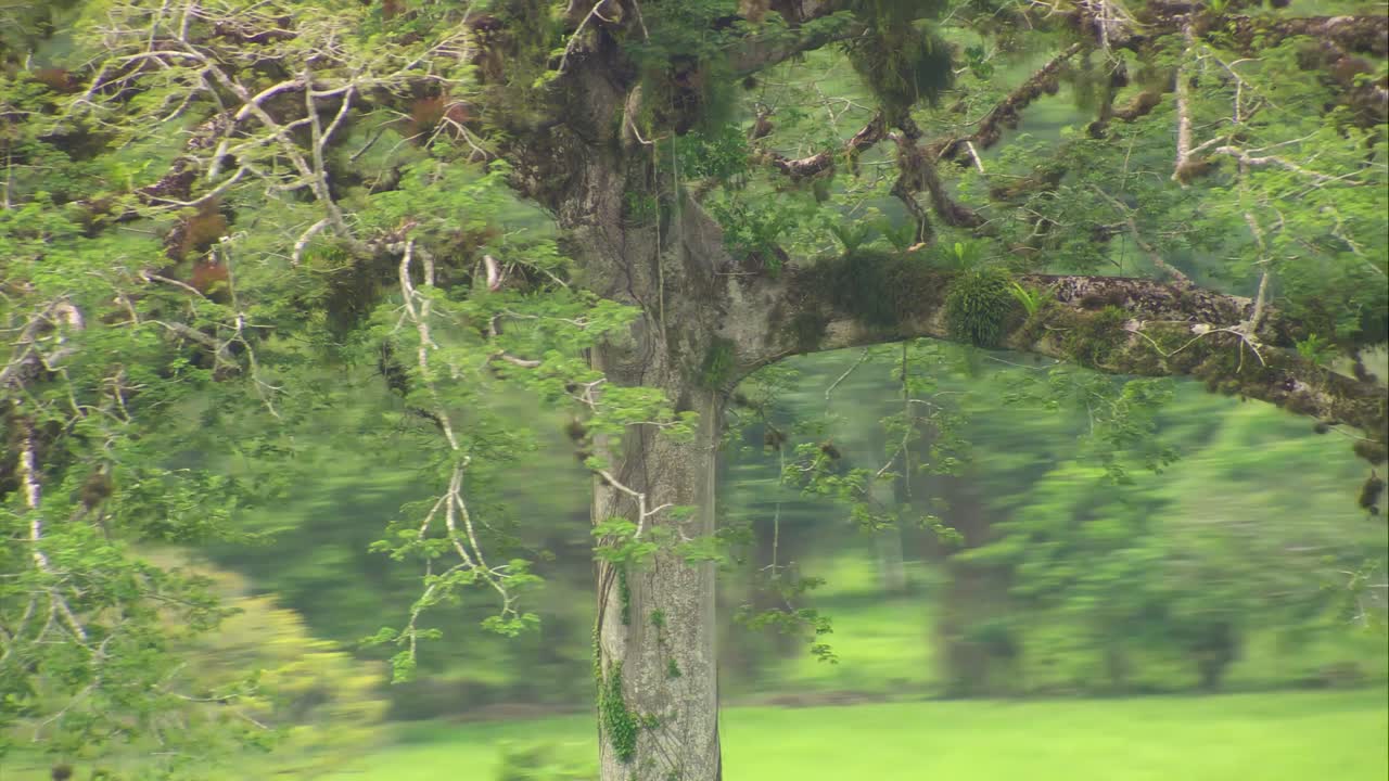 Aerial footage of a Ceiba pentandra tree surrounded by vibrant pasturelands and rainforest in El Petén, Guatemala. Captured from a helicopter, showing lush jungle and open grazing fields.