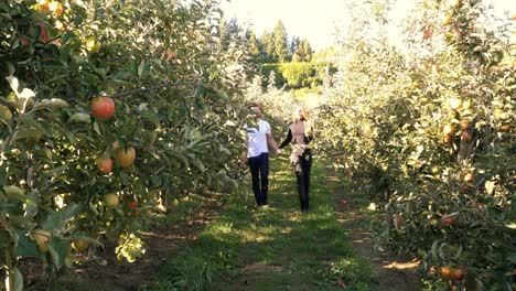 Couple-walking-through-apple-orchard