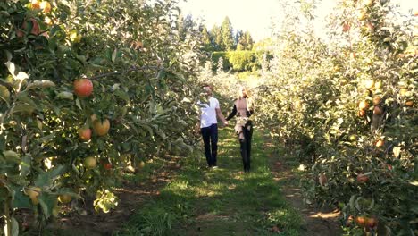 couple walking through apple orchard