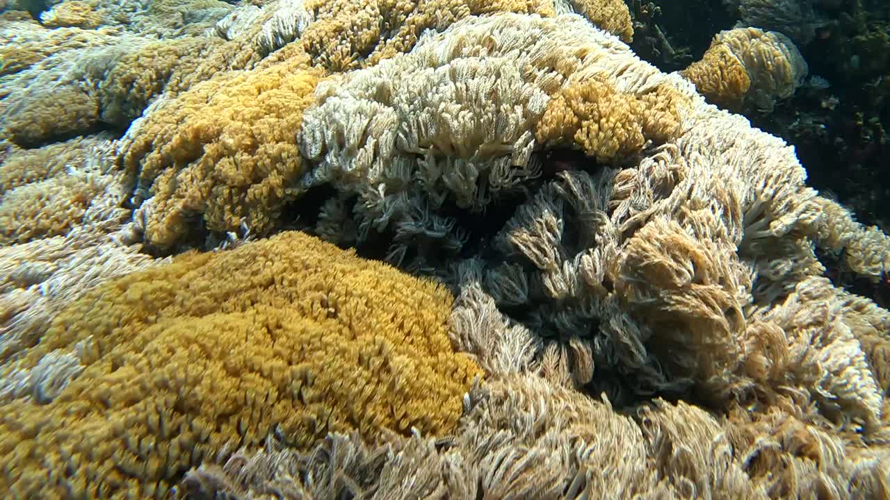 movimiento lento bajo el agua arrecife de coral pez marino nusa penida indonesia tropical