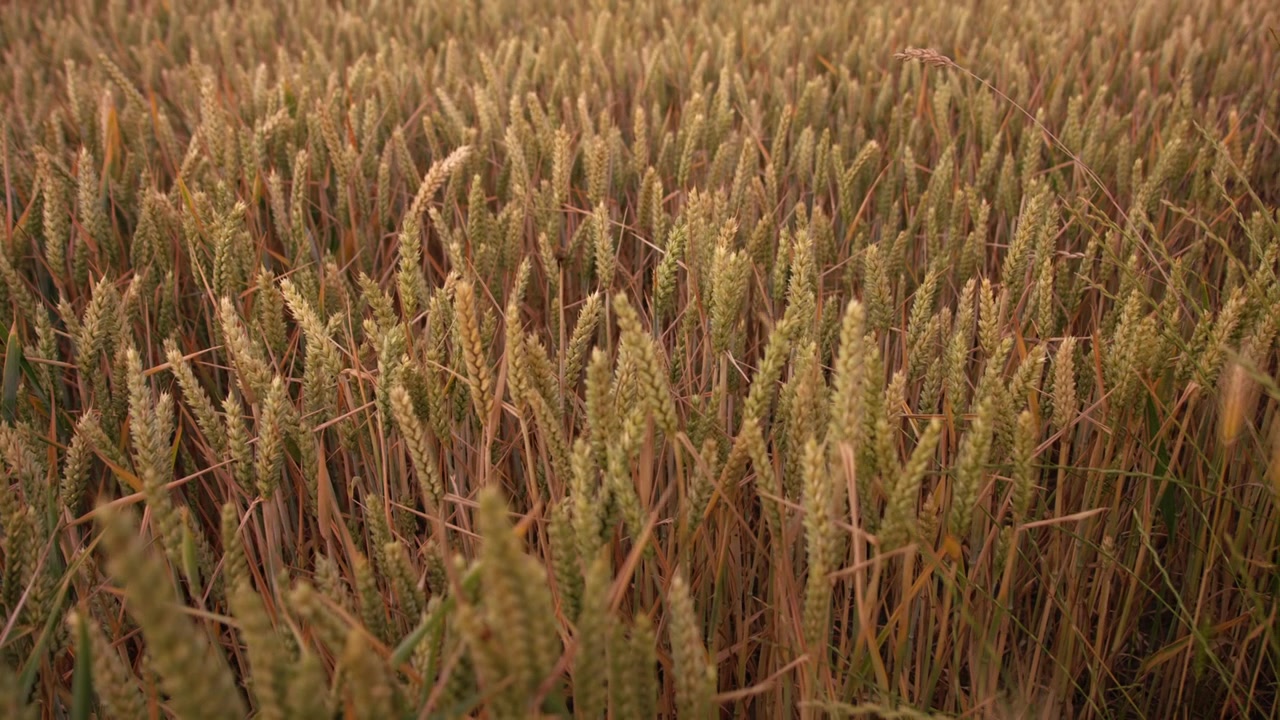 Campi di piante di grano dorato maturo nella campagna agricola, ripresa panoramica media con messa a fuoco selettiva.
