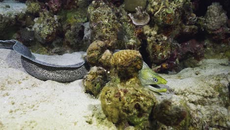 a yellow-edged moray open swimming on the sand amongst corals